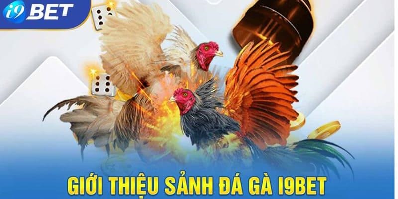 Đá gà i9bet sở hữu nhiều ưu điểm nổi trội so với các sân chơi khác