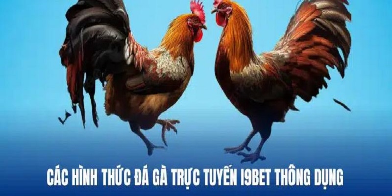 3 hình thức đá gà i9bet nhất định phải trải nghiệm