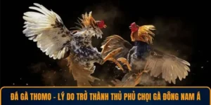 Đá Gà 78WIN – Trải Nghiệm Cá Cược Đỉnh Cao